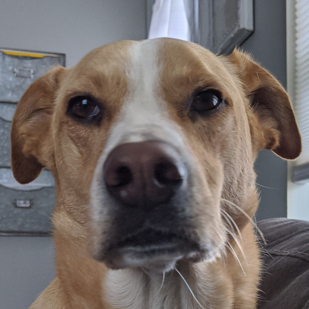 Meet your Posher, Abby